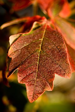 Autumn Leafs, Maynooth, Ireland, 2008
