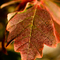 Autumn Leafs