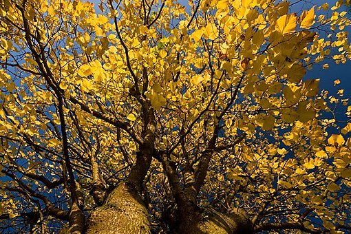 Autumn Leafs II, Maynooth, 2008