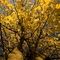 Autumn Leafs II