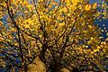 Autumn Leafs II