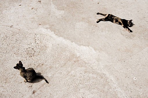 Two street cats at <i>Wat Luang</i>, Pakxé, Laos, 2008