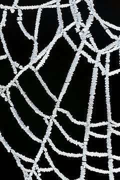 Ice crystals on a spider web, Maynooth, Ireland, 2008