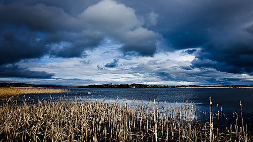 Swan on a small lake in Donegal, Ireland, 2009