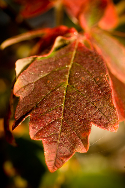 Autumn Leafs, Maynooth, Ireland, 2008