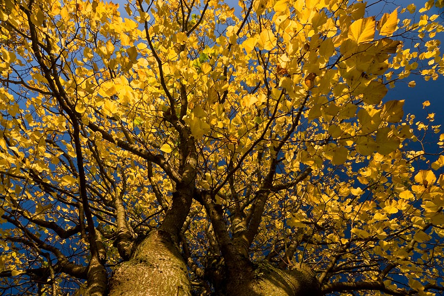 Autumn Leafs II, Maynooth, 2008