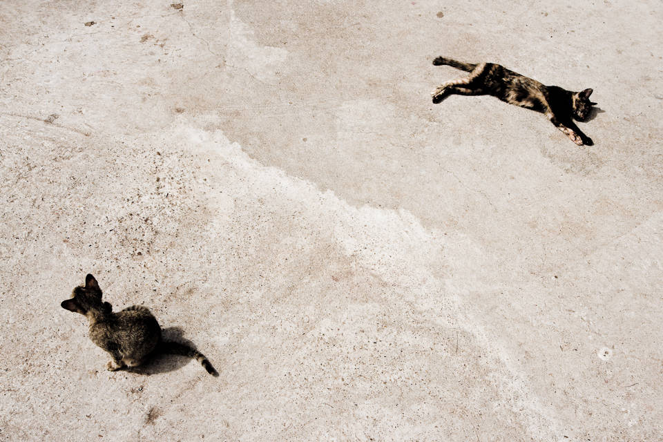 Two street cats at <i>Wat Luang</i>, Pakxé, Laos, 2008