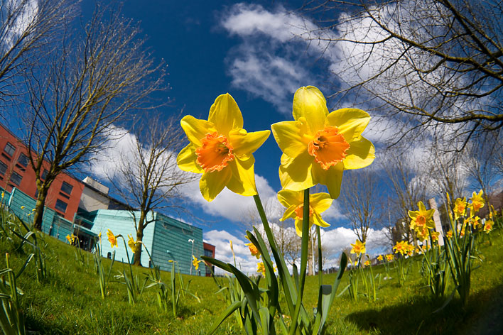 Daffodiles on NUIM Campus, Maynooth, Ireland, 2008