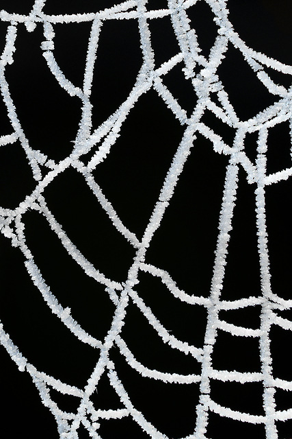 Ice crystals on a spider web, Maynooth, Ireland, 2008