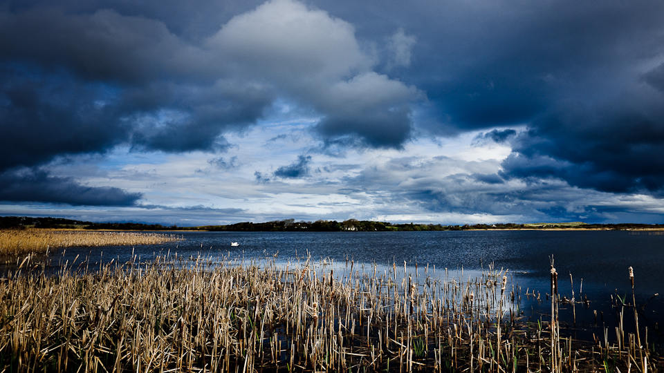 Swan on a small lake in Donegal, Ireland, 2009